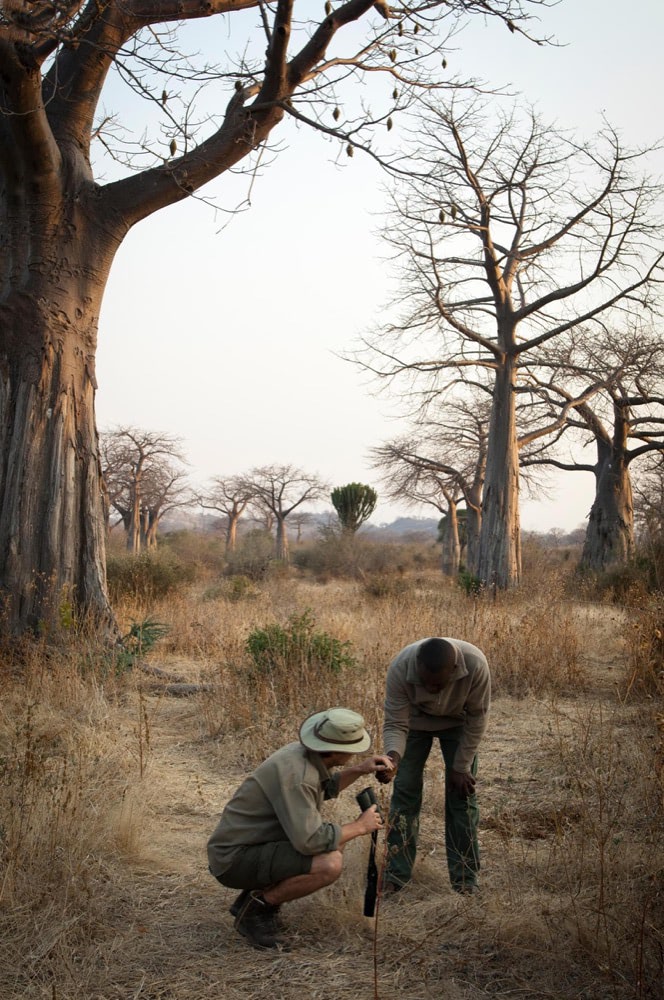 kigelia-ruaha