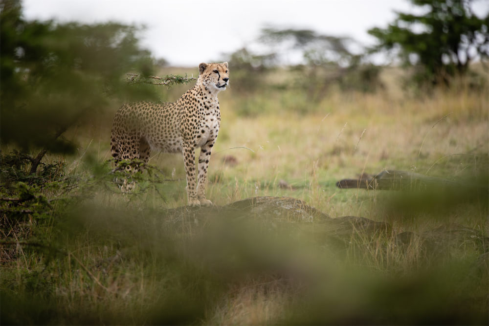 Photo of In The Wild Safari #10