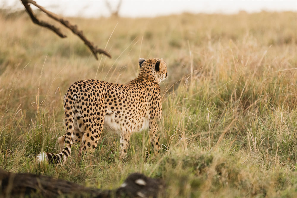 Photo of In The Wild Safari #22