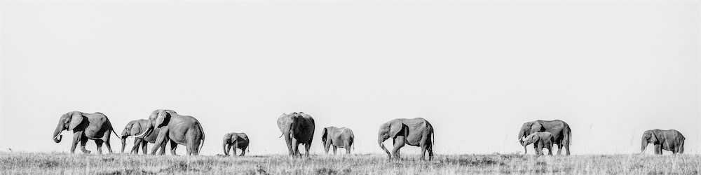Photo of In The Wild Safari #76
